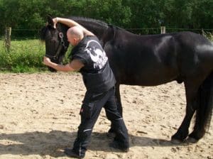 001 Pferde physiotherapie