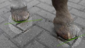 Analyse der Pferdehufe