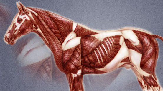 Stresspunktmassage für Pferde Stresspunktmassage für Pferde