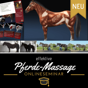 Mehr Infos zum Kiefergelenk im Onlinekurs Pferde effektiv massieren