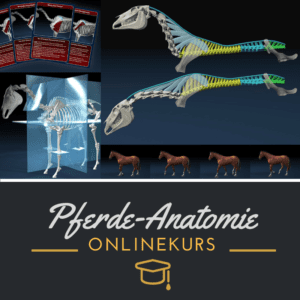 Mehr zum Kiefergelenk und Zungenbein des Pferdes im Onlinekurs Pferdeanatomie