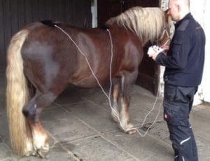 Pferde geniessen die Behandlung mit dem Amplimed und empfinden diese in der Regel als sehr entspannend