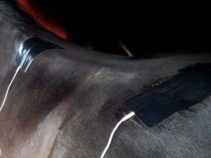 Die Behandlung mit dem Amplimed kann z.B. zur Schmerzbehandlung bei Rückenproblememen und Kissing Spines eingesetzt werden.