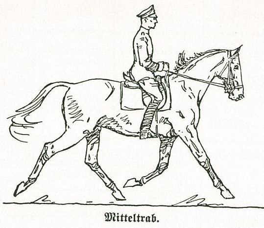 beidhändige Zügelführung auf Wassertrense