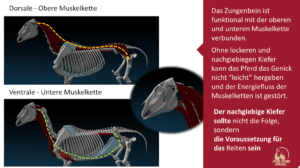 der lockere Kiefer - Vorraussetzung für feines Reiten