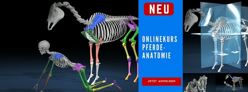 Der Onlinekurs Pferdeanatomie - Lerne mehr über die Anatomie und Biomechanik des Pferdes. Warum Leichttraben nicht leicht ist und wie das Pferd von seinem Körperbau her geritten werden sollte.