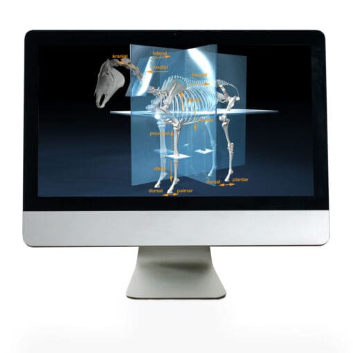 Onlinekurs Pferde Anatomie und Biomechanik