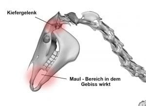 Das Kiefergelenk befindet sich weit entfernt vom Einflussbereich des Gebisses