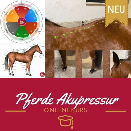 Gutschein für den Onlinekurs Akupressur für Pferde [Digital]