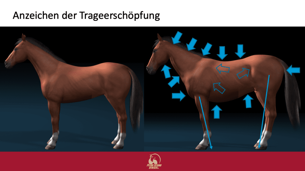 Die Anzeichen der Trageerschöpfung beim Pferd können vielschichtig sein - Die zu sehenden Symptome haben ihre Ursache oft an geanz anderen Stellen