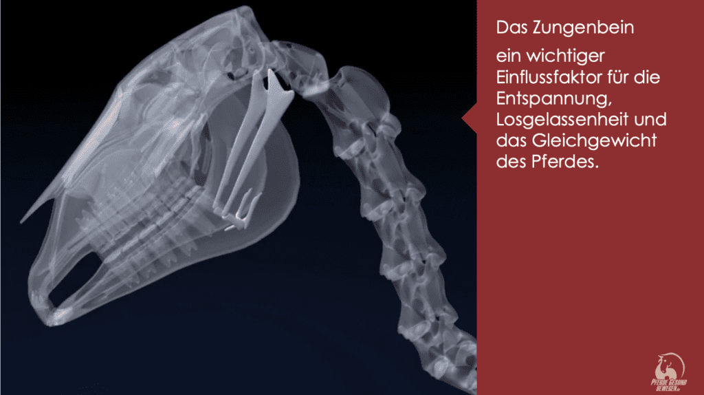 Das Zungenbein - ein wichtiger Einflussfaktor für die Losgelassenheit und das Gleichgewicht des Pferdes