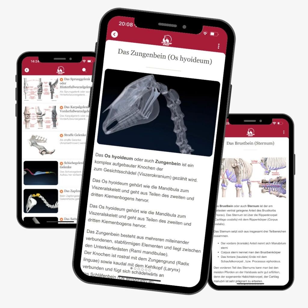 Die Pferdeanatomie Lern- und Nachschlage App - alle wichtigen Infos zur Anatomie des Pferdes, Biomechanik, Knochen, Faszien, Gelenken etc. immer dabei. Verfügbar für iOS und Android