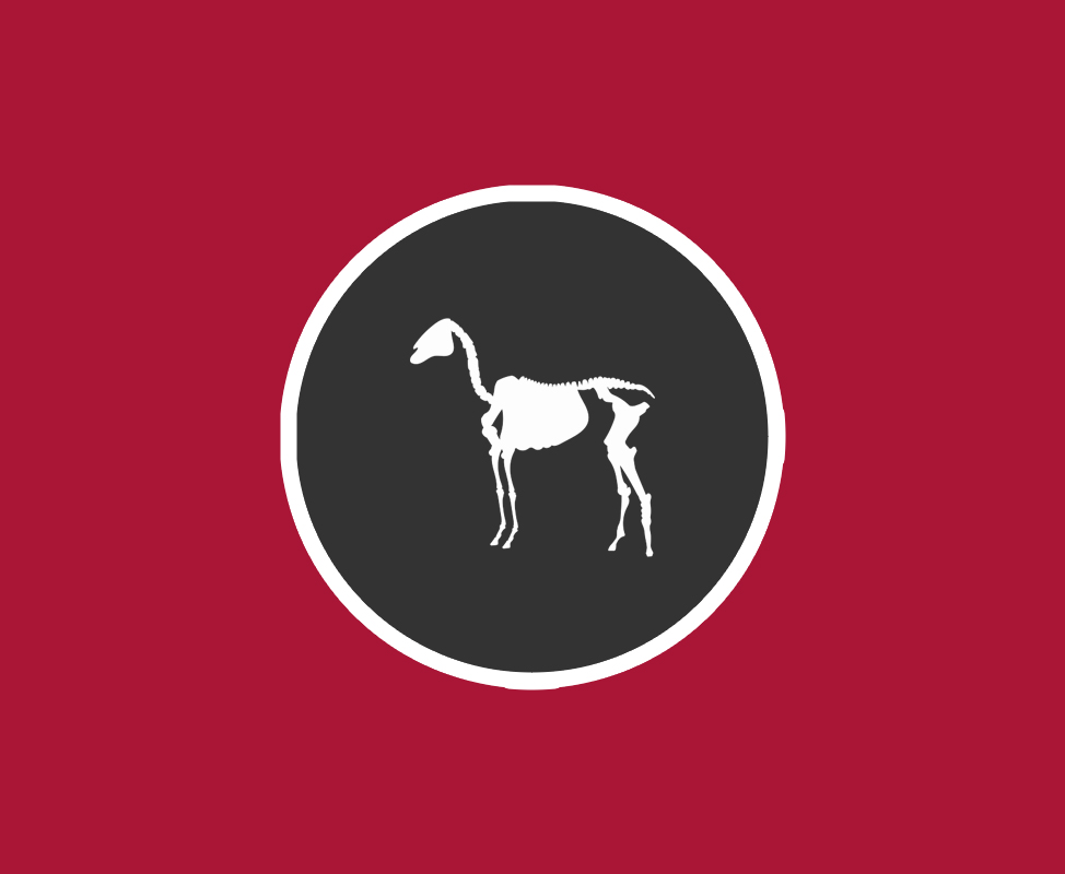 anatomie pferd