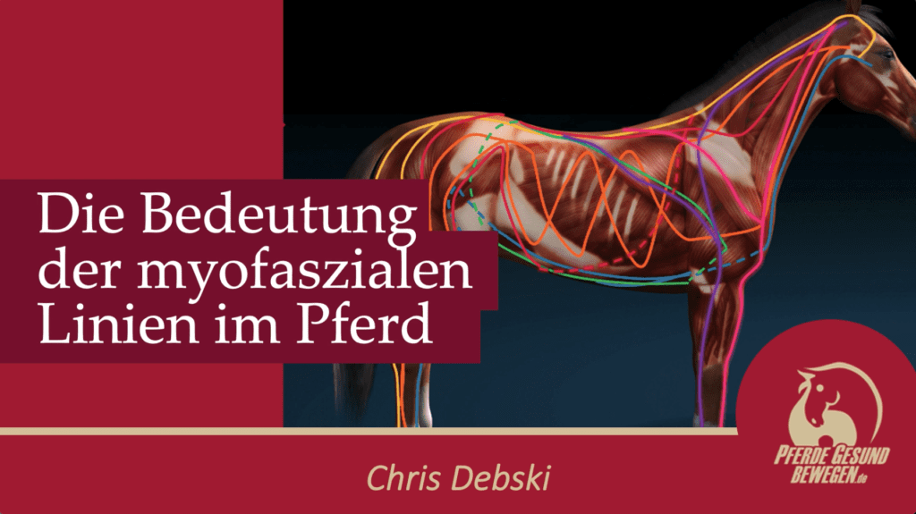 anatomie pferd