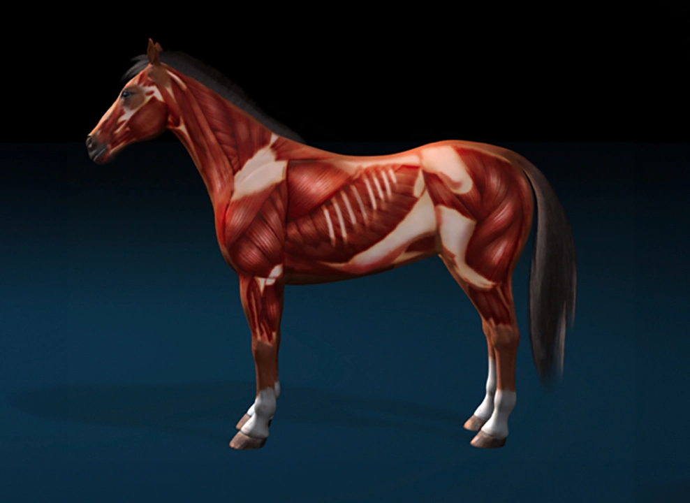 Anatomie Pferd