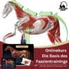 Onlinekurs - Die Basis des Faszientrainings [Digital]